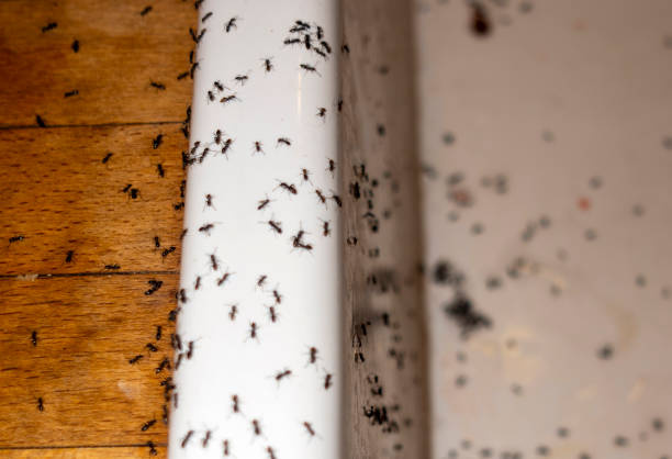 Best Best Pest Control Companies  in Douglas, AL